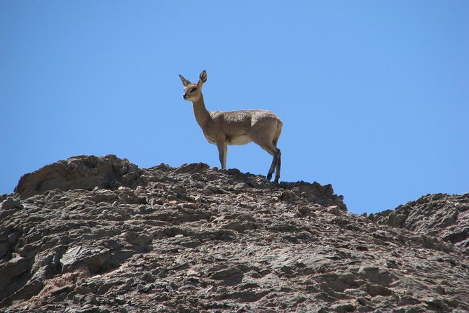 NAMIB DESERT TOURS, Full-Day and Half-Day Tours from Swakopmund, Namibia - Finishing among Swakopmund’s shifting dunes