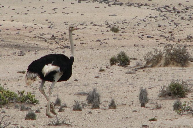 NAMIB DESERT TOURS, Full-Day and Half-Day Tours from Swakopmund, Namibia - Leaving Swakopmund for the oldest Namib