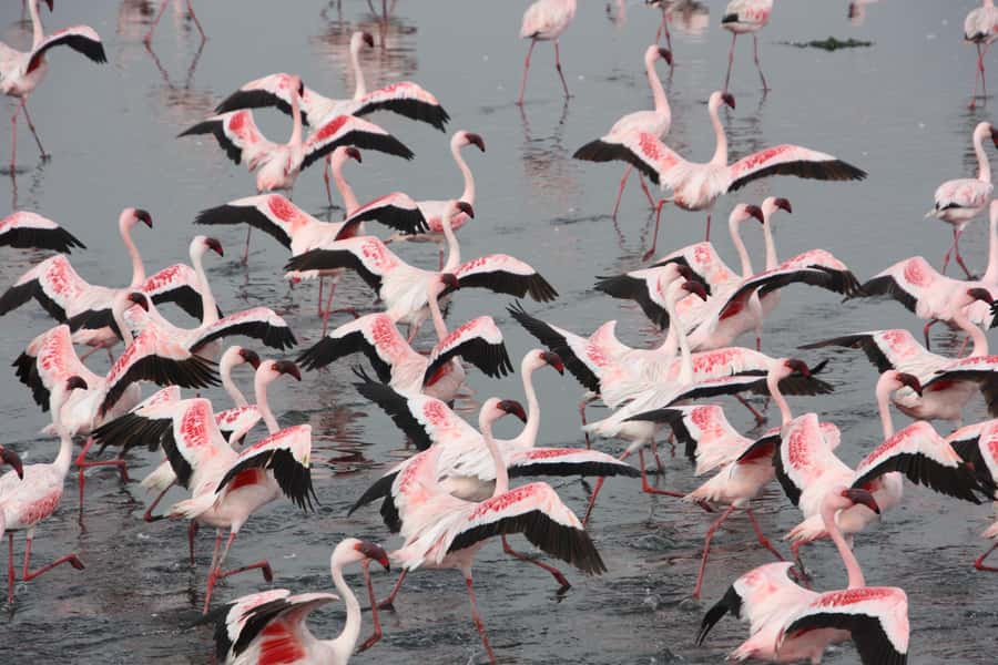 Namibia; Classic Sandwich Harbour Tour - Bird Island: a short first stop