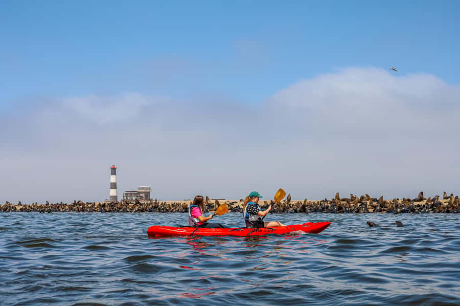 Pelican Point: Kayak with Seals Experience - Key points to know before you book