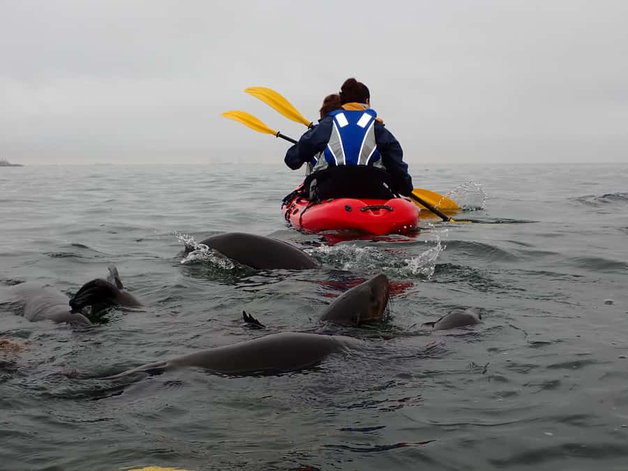 Pelican Point: Kayak with Seals Experience - Warming up with breakfast