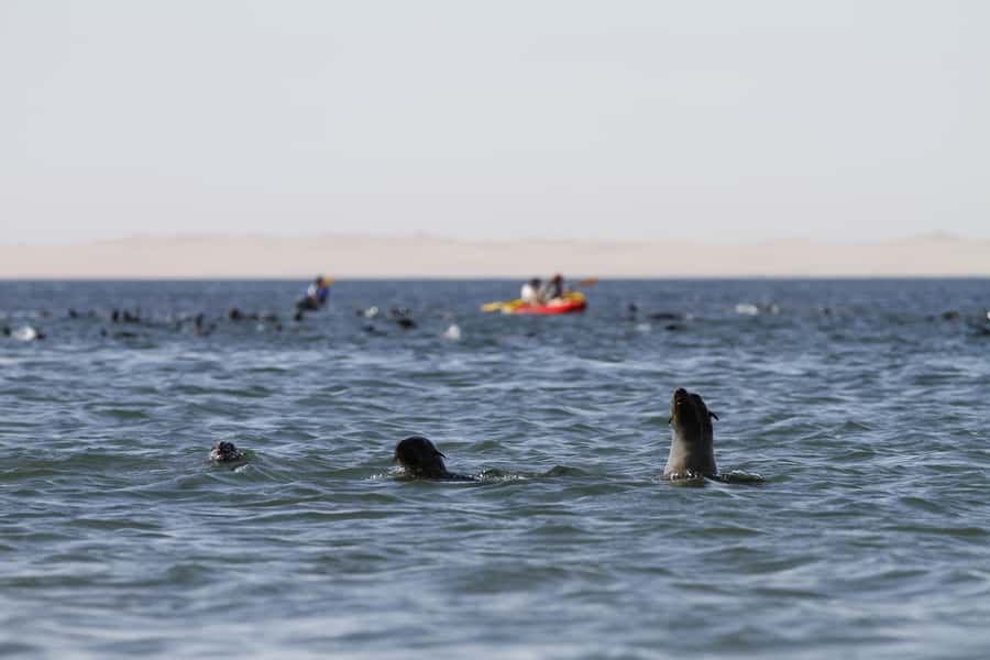 Pelican Point: Kayak with Seals Experience - What the $200 price includes