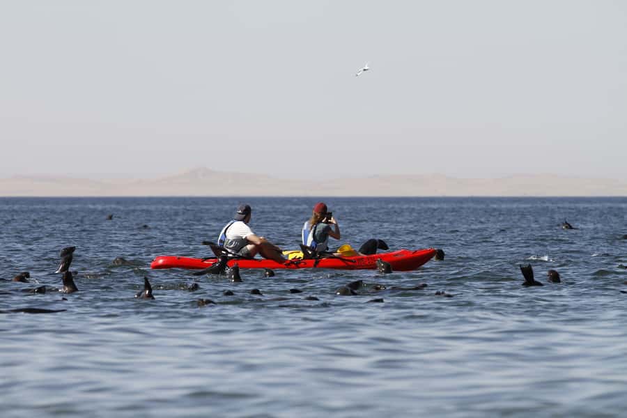 Pelican Point: Kayak with Seals Experience - Who will enjoy this most