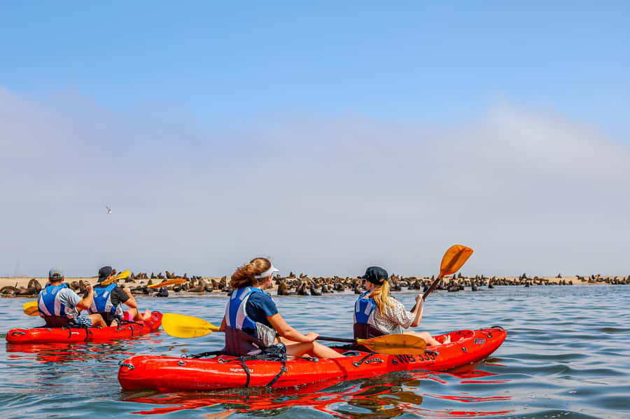 Pelican Point: Kayak with Seals Experience - Practical advice for a better morning