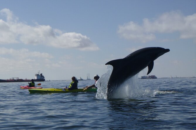 Pelican Point Kayaking Half-Day Tour - Key points at a glance