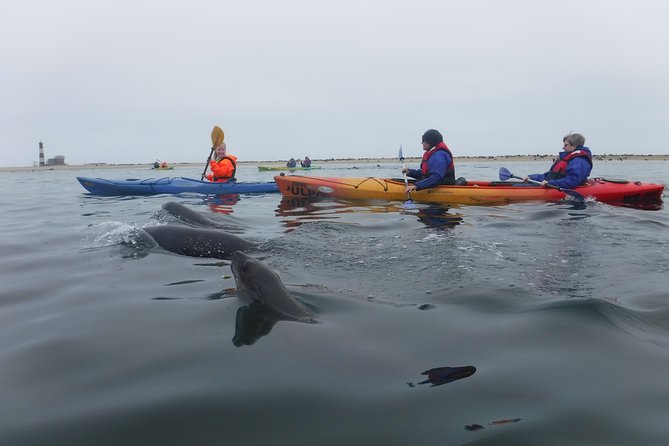 Pelican Point Kayaking Half-Day Tour - Why the wildlife setting feels special