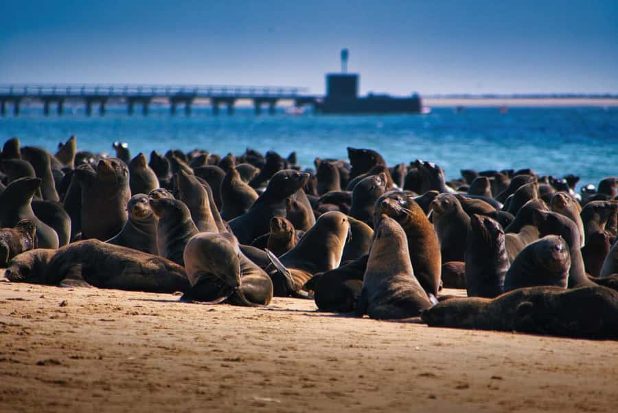 Pelican Point Peninsula Tour - Key points to know before you book