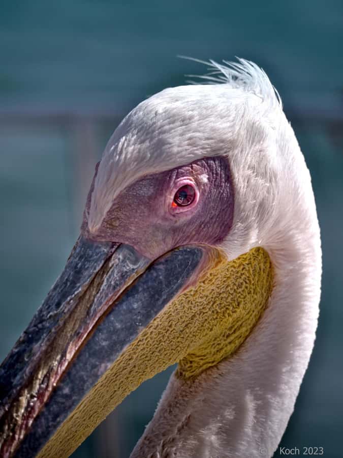 Pelican Point Peninsula Tour - From Walvis Bay waterfront to the lagoon