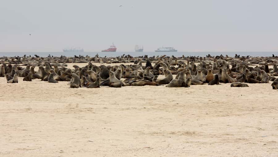Pelican Point Peninsula Tour - Reaching the peninsula tip and the seal colony