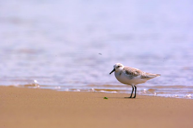 Pelican Point Peninsula Tour- visit the seal colony - Off-road along the beach to Pelican Point
