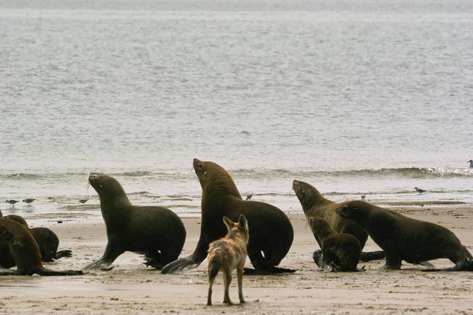 Pelican Point Peninsula Tour- visit the seal colony - Shipwreck and lighthouse landmarks