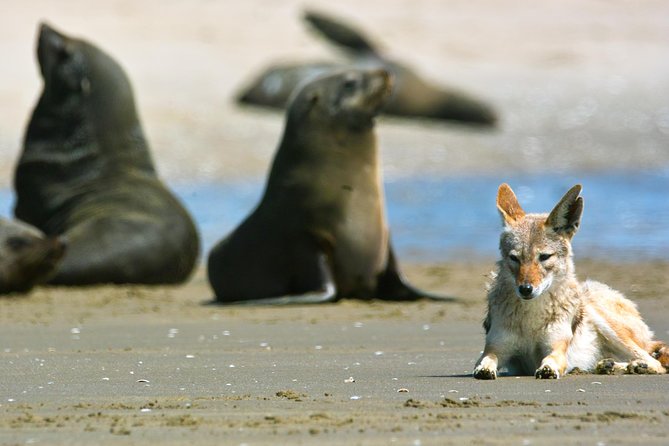 Pelican Point Peninsula Tour- visit the seal colony - What the $114.94 price covers