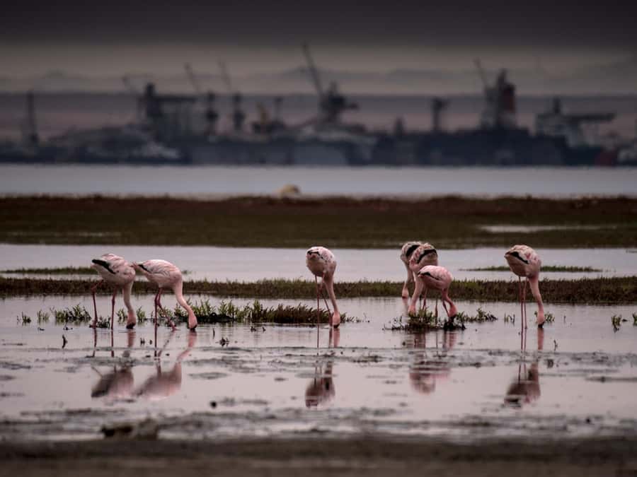 Pelican Point Peninsula Tour - The salt refinery shows Walvis Bay at work