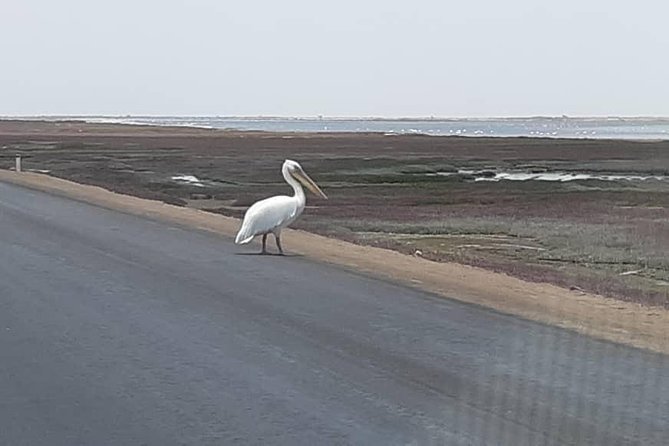 Pelican Point Seal Colony 4x4 Tour - From Walvis Bay to the pink salt lakes