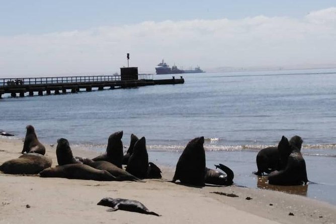 Pelican Point Seal Colony 4x4 Tour - Is $85.42 a fair price?