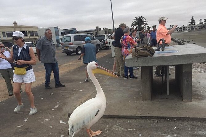 Pelican Point tours,Lagoon tours, Dune7 Adventure - Key points to know before booking