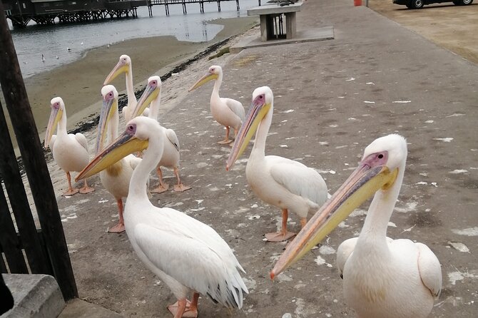 Pelican Point tours,Lagoon tours, Dune7 Adventure - Is $250 per person good value?