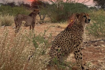 Predator Encounter: Half-Day Carnivore Feeding Windhoek
