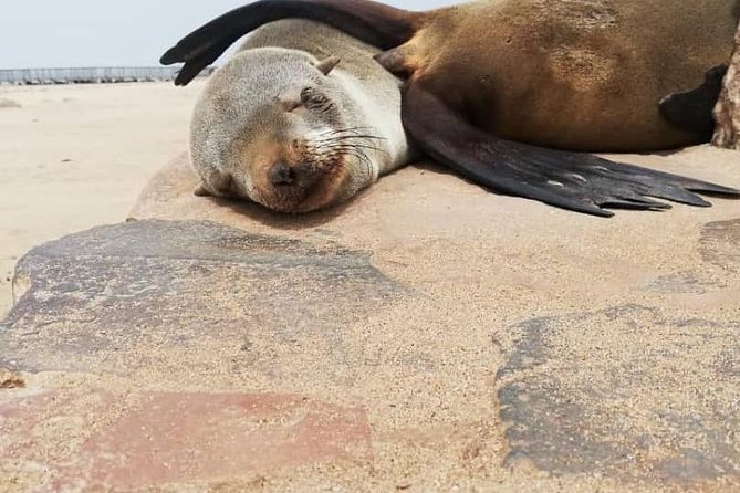 Private Half Day Coast Tour of Walvis Bay and Swakopmund City - Is $201.54 per person fair value?