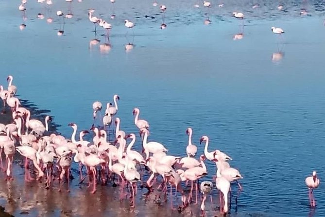 Private Half Day Coast Tour of Walvis Bay and Swakopmund City - Who will enjoy this coast tour most?