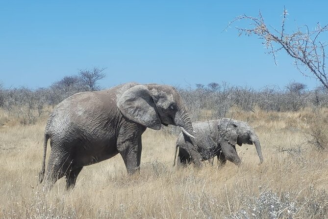 Private Multi-Day Tour Self-Drive for Beginners Safari in Namibia - Etosha gives you two serious wildlife days