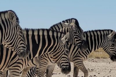 Private Multi-Day Tour Self-Drive for Beginners Safari in Namibia