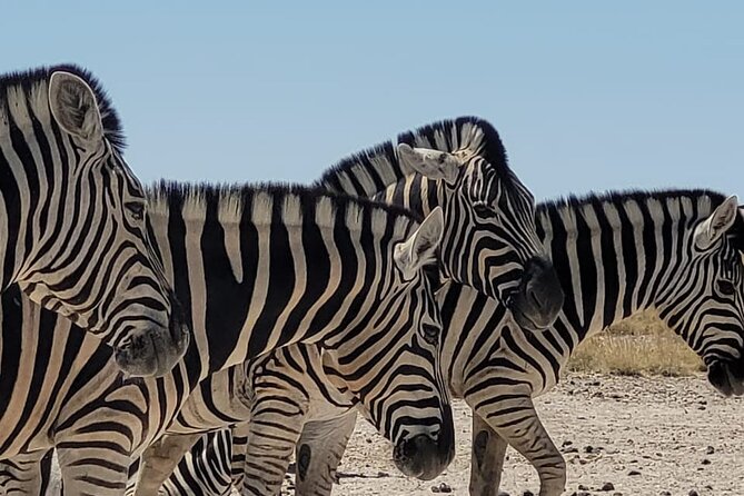 Private Multi-Day Tour Self-Drive for Beginners Safari in Namibia - Waterberg brings a strong opening to the safari