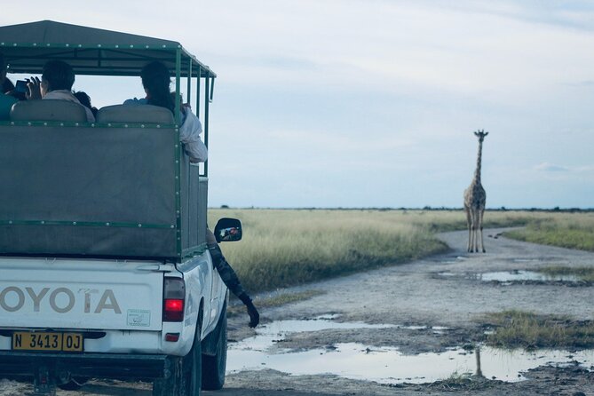 Safari in Etosha national park with professional tour guides born in Etosha. - Why Etosha works so well for a safari