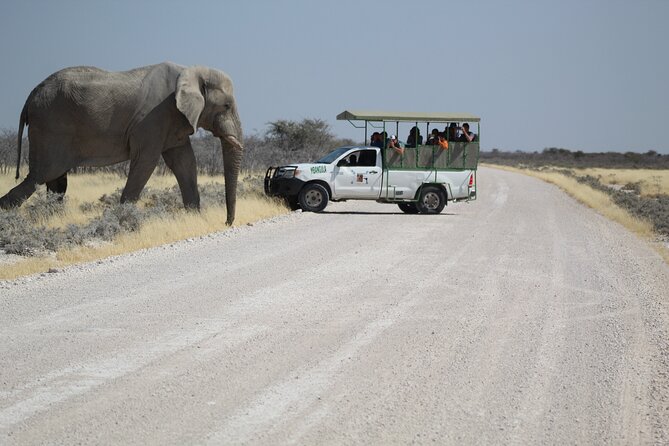 Safari in Etosha national park with professional tour guides born in Etosha. - Full-day or half-day: choosing the right length