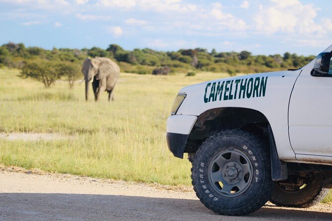Safari in Etosha national park with professional tour guides born in Etosha. - The strongest part: local guides who pay attention