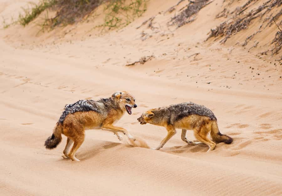 Sandwich Harbour 4x4 Guided Tour - Wildlife on the Return Drive