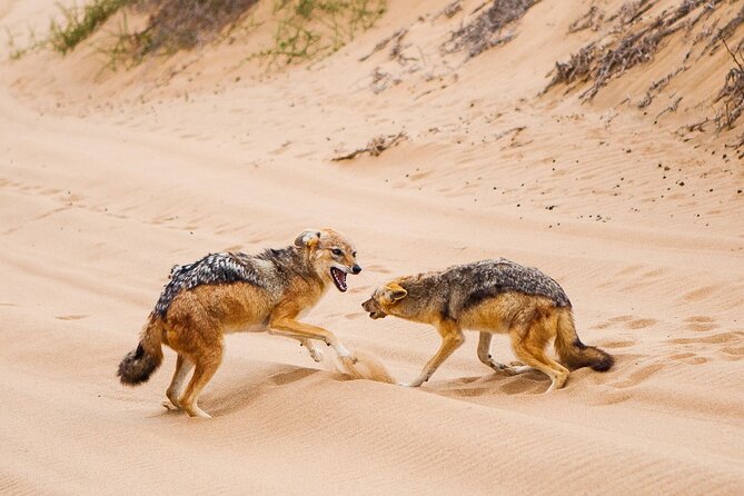 Sandwich Harbour 4x4 Guided Tour - Unforgettable Adventure - Why Sandwich Harbour is worth the drive from Swakopmund