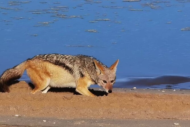 Sandwich Harbour 4x4 Private Guided Tour - Your very own private tour! - What your guide adds to the experience
