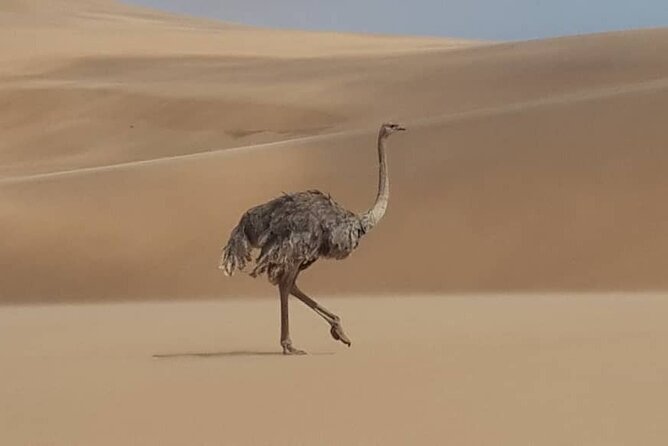 Sandwich Harbour 4x4 Private Guided Tour - Your very own private tour! - Free-roaming animals and coastal views
