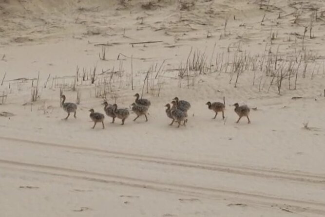 Sandwich Harbour 4x4 Private Guided Tour - Your very own private tour! - What the $289.07 price means