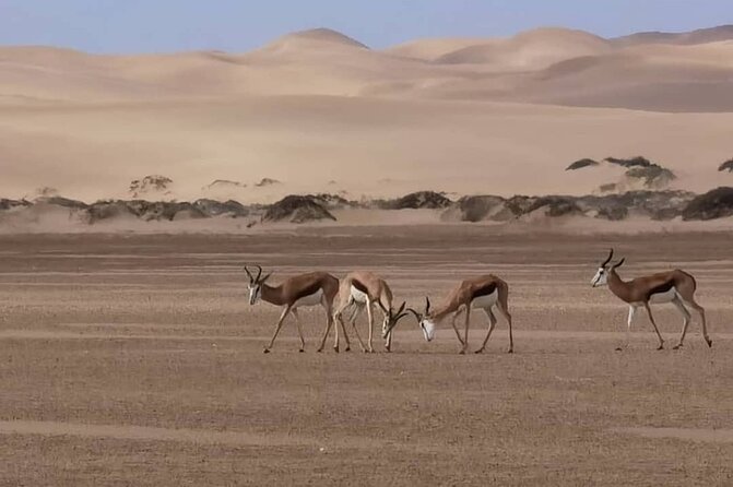 Sandwich Harbour 4x4 Private Guided Tour - Your very own private tour! - Who will enjoy this private desert trip