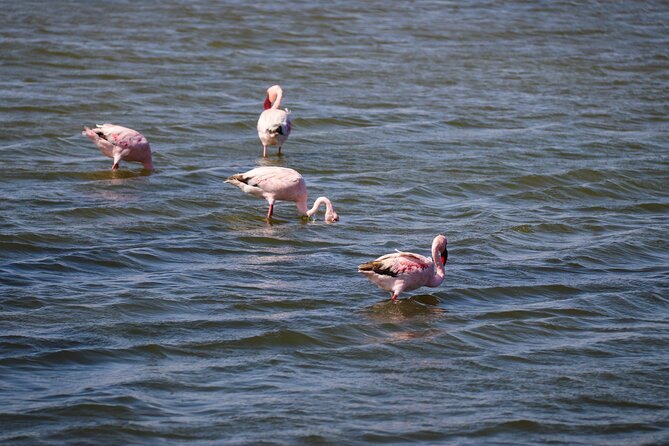 Sandwich Harbour 4x4 Tour - Who will enjoy this four-and-a-half-hour outing