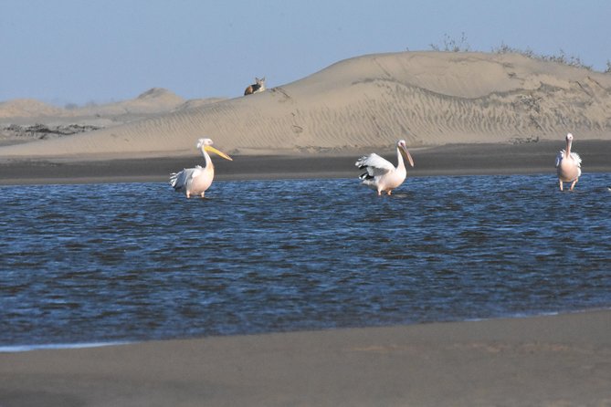 Sandwich Harbour Adventure: Seals and Sandwich harbour dune drive - Pelican Point and the seal colony