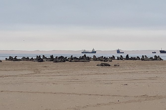 Sandwich Harbour Adventure: Seals and Sandwich harbour dune drive - Lunch among the dunes