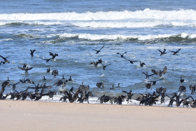 Sandwich Harbour Adventure: Seals and Sandwich harbour dune drive - Weather, timing, and what to carry
