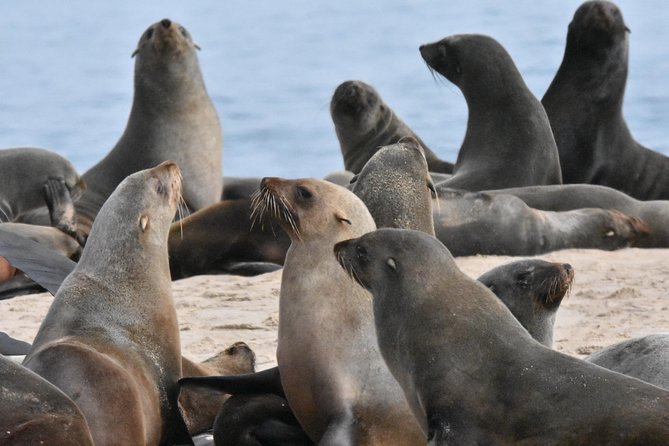 Sandwich Harbour Adventure: Seals and Sandwich harbour dune drive - Who should book this Sandwich Harbour trip?