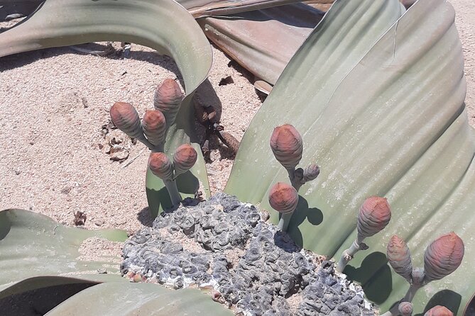 Sandwich harbour and Welwitschia Tour - Moon Landscape and the geology of emptiness