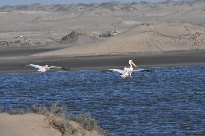 Sandwich harbour and Welwitschia Tour - Walvis Bay, flamingos, salt lakes, and Dune 7