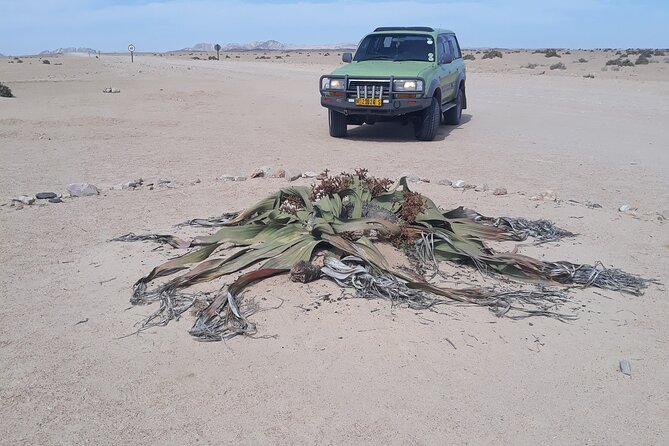 Sandwich harbour and Welwitschia Tour - A long day with practical tradeoffs