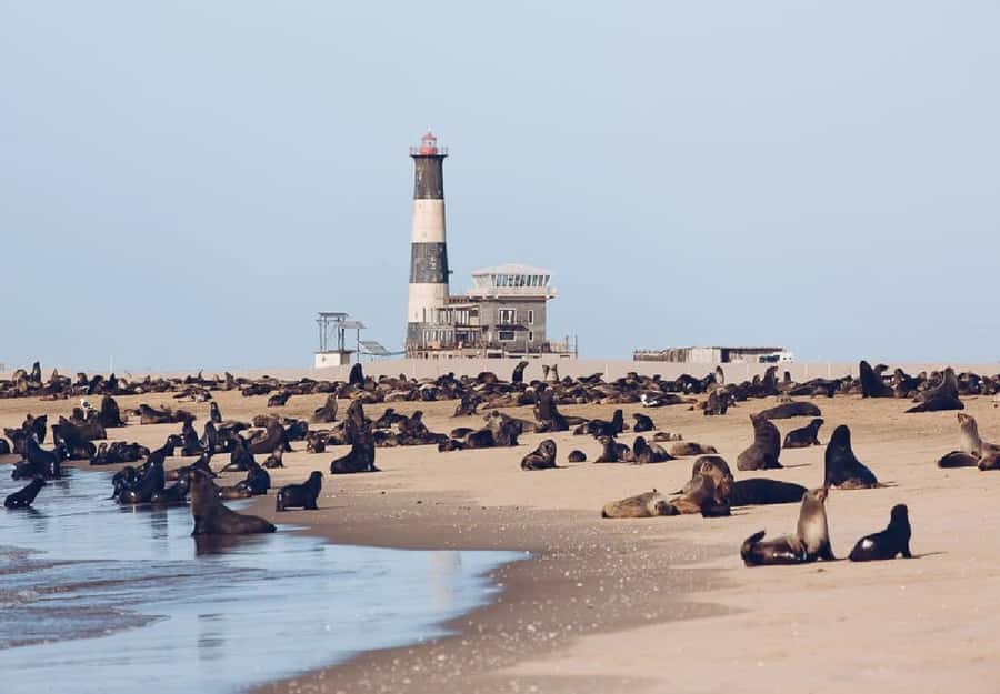 Sandwich Harbour Full Day 4x4 Adventure - From Walvis Bay Lagoon to the Namib dunes