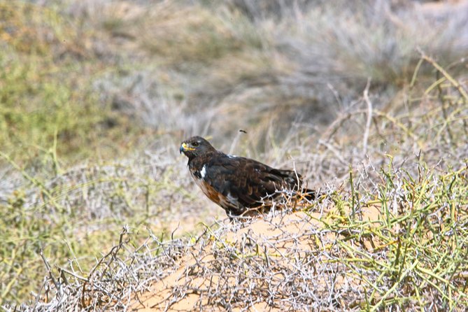 Sandwich Harbour Half-Day 4x4 Tour (5 hours) from Walvis Bay - Why Sandwich Harbour is worth your morning