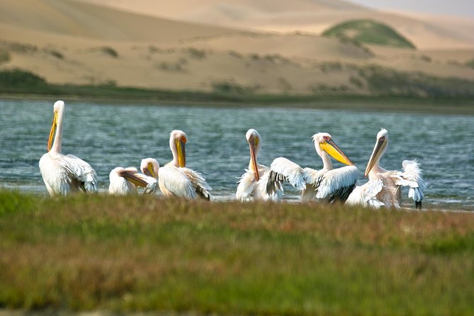 Sandwich Harbour Half-Day 4x4 Tour (5 hours) from Walvis Bay - The 4x4 run into Sandwich Harbour