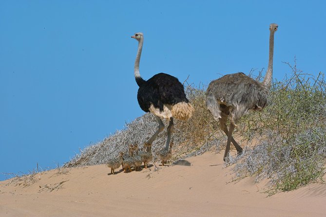 Sandwich Harbour Half-Day 4x4 Tour (5 hours) from Walvis Bay - Tides, weather, and the best time to go