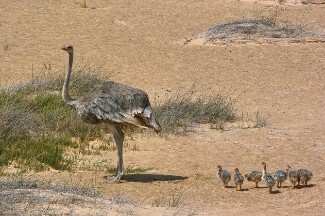 Sandwich Harbour Half-Day 4x4 Tour (5 hours) from Walvis Bay - The guide can shape the whole day