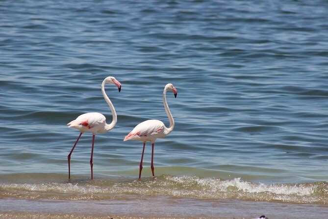 Sandwich Harbour Half Day Scenic Excursion - Key points to know before booking